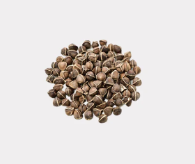 Moringa Seed